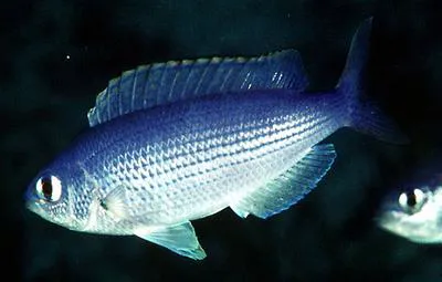 Jordan's damsel (Teixeirichthys jordani)