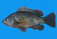 Jordan's snapper (Lutjanus jordani)