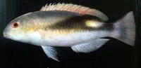 Jordan's tuskfish (Choerodon jordani)