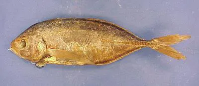 Juan Fernandez trevally (Pseudocaranx chilensis)