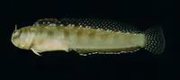Jugular blenny (Alloblennius jugularis)