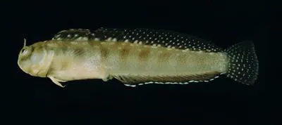 Jugular blenny (Alloblennius jugularis)