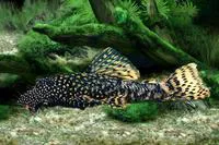 Jumbie teta (Ancistrus cirrhosus)