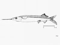 Jumping halfbeak (Hemiramphus archipelagicus)