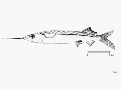Jumping halfbeak (Hemiramphus archipelagicus)