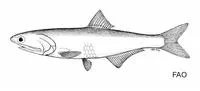 Jurua anchovy (Jurengraulis juruensis)
