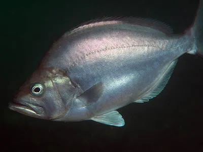 Jutjaw (Parascorpis typus)