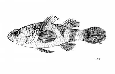 Kabili bumblebee goby (Brachygobius kabiliensis)