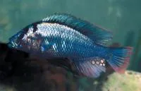 Kachira Blue (Haplochromis commutabilis)