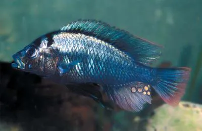 Kachira Blue (Haplochromis commutabilis)