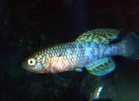 Kafue killifish (Nothobranchius kafuensis)