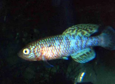 Kafue killifish (Nothobranchius kafuensis)