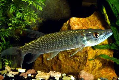 Kafue pike (Hepsetus odoe)