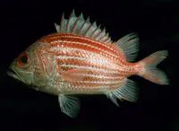 Kai soldierfish (Ostichthys kaianus)