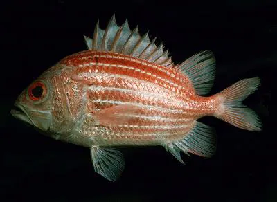 Kai soldierfish (Ostichthys kaianus)