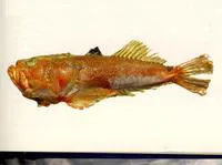Kai stargazer (Uranoscopus kaianus)