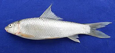 Kalabans (Bangana dero)