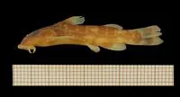 Kalambo suckermouth (Chiloglanis kalambo)