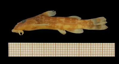 Kalambo suckermouth (Chiloglanis kalambo)
