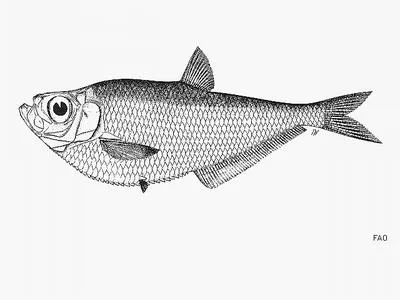 Kalimantan ilisha (Ilisha macrogaster)