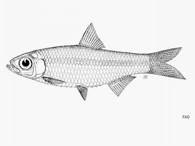Kalimantan river sprat (Clupeoides hypselosoma)