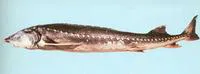 Kaluga (Huso dauricus)