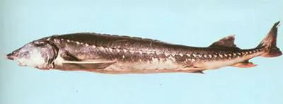 Kaluga (Huso dauricus)