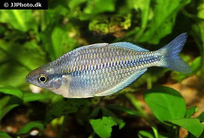 Kamaka rainbowfish (Melanotaenia kamaka)