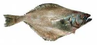 Kamchatka flounder (Atheresthes evermanni)
