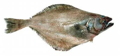 Kamchatka flounder (Atheresthes evermanni)