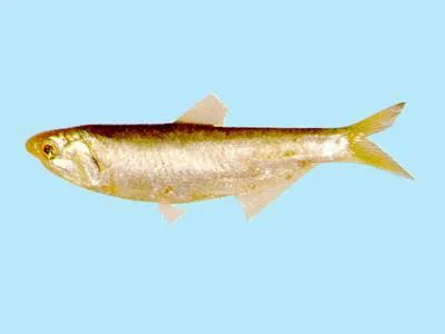 Kammal thryssa (Thryssa kammalensis)