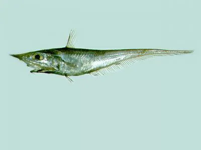 Kamohara grenadier (Coelorinchus kamoharai)