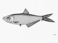 Kampen's ilisha (Ilisha kampeni)