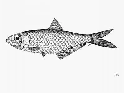 Kampen's ilisha (Ilisha kampeni)