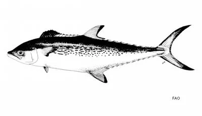 Kanadi kingfish (Scomberomorus plurilineatus)