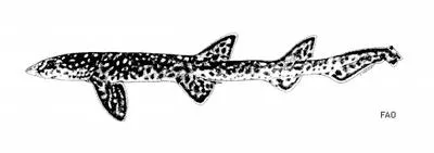 Kanakorum catshark (Aulohalaelurus kanakorum)