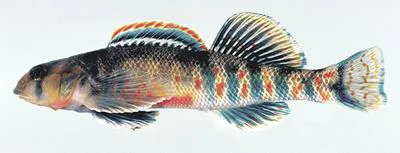 Kanawha darter (Etheostoma kanawhae)