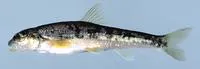 Kanawha minnow (Phenacobius teretulus)