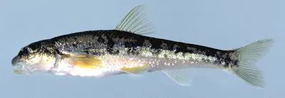 Kanawha minnow (Phenacobius teretulus)