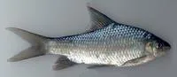 Kantaka barb (Osteochilichthys brevidorsalis)
