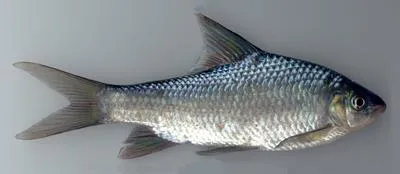 Kantaka barb (Osteochilichthys brevidorsalis)