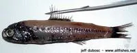Kapala lanternfish (Diaphus kapalae)