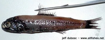 Kapala lanternfish (Diaphus kapalae)