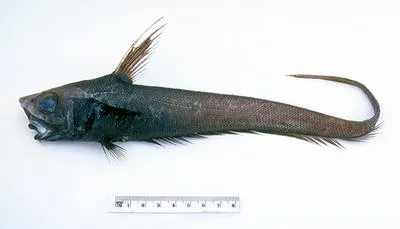 Kapala whiptail (Nezumia kapala)
