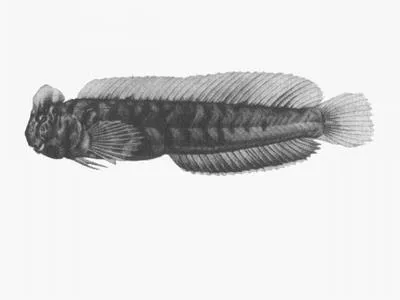 Kappie blenny (Omobranchus woodi)