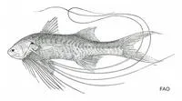 Kapuas elegant paradise fish (Polynemus kapuasensis)