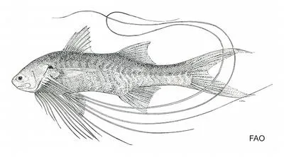 Kapuas elegant paradise fish (Polynemus kapuasensis)