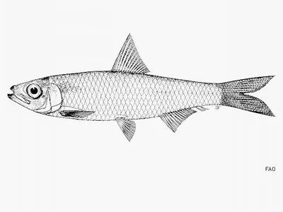 Kapuas river sprat (Clupeichthys bleekeri)