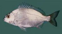 Karanteen seabream (Crenidens crenidens)