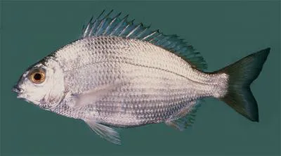Karanteen seabream (Crenidens crenidens)